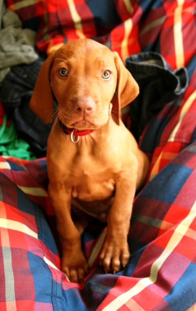 Janról és Dávidról